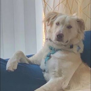 Meet your Posher, Shae